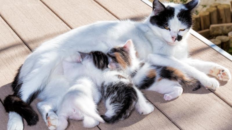 Mèo mẹ tự vệ sinh và chăm sóc mèo con mới đẻ sau khi sinh